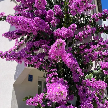 Nautica Apartman Vir